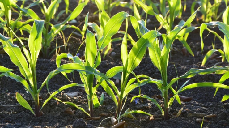 Approvato definitivamente il DDL su agricoltura biologica e biodinamica